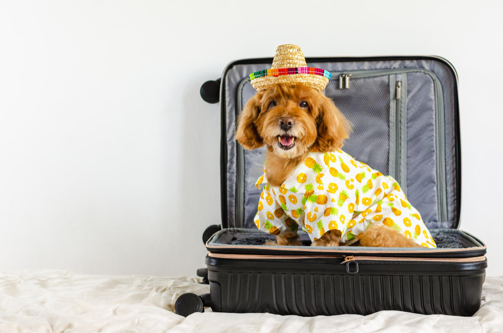 Preparing Your Dog for International Travel Made Simple