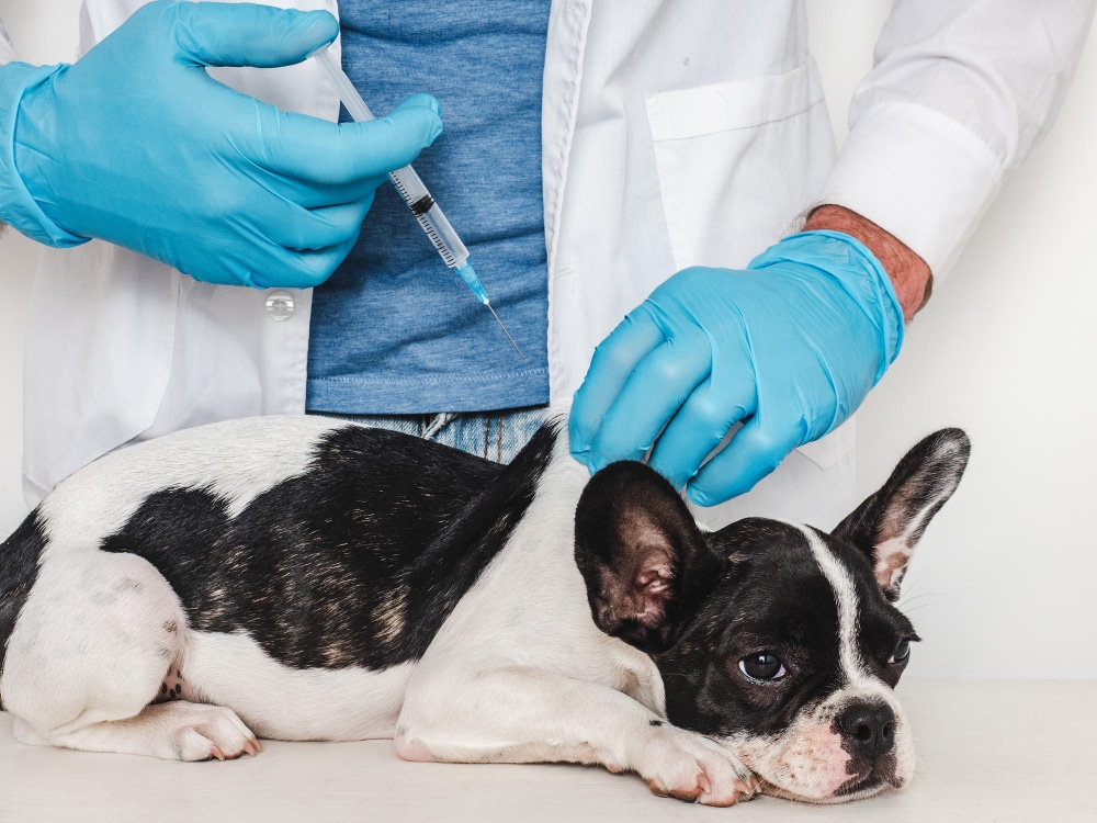 คู่มือพาสัตว์เลี้ยงย้ายไปสหราชอาณาจักรแบบเข้าใจง่าย